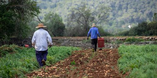 Recollida de signatures. Aqüífers d'Eivissa per l'agricultura i no pel turisme.